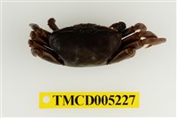 藏品(弧邊管招潮蟹)的圖片